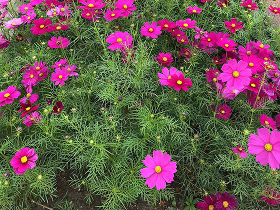 岳阳木本花卉-景观园林